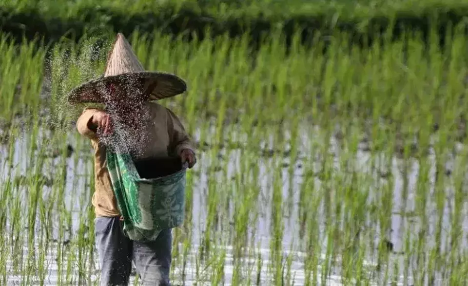Petani Transmigran Bakal Raup Pendapatan Rp 20 Juta per Bulan
