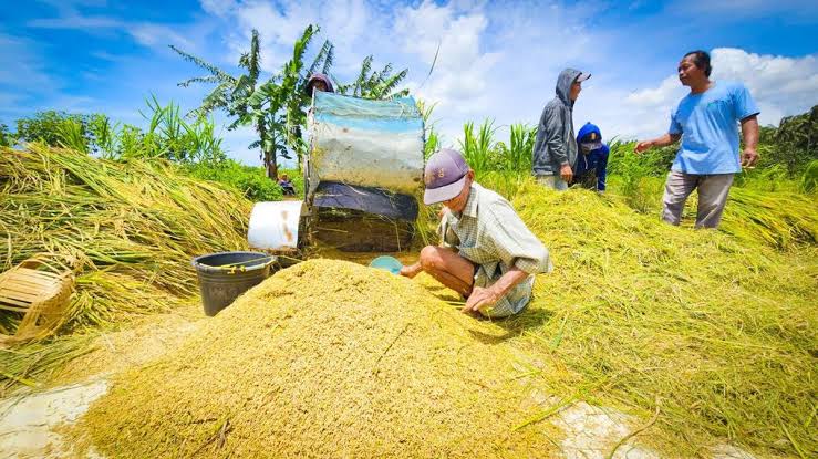 Harga Gabah Tak Boleh di Bawah Rp 6.500 per Kg, Ini Kata Pengusaha Penggilingan
