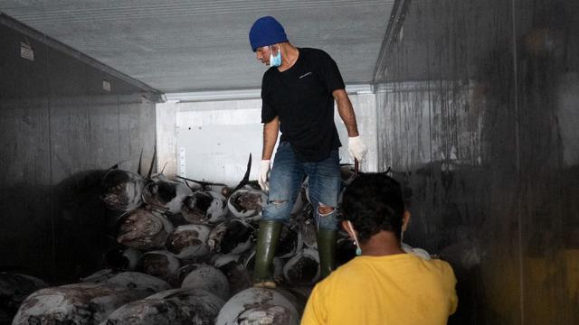 Tuna Tangkap Tradisional Indonesia Jadi Incaran Pasar Premium Dunia