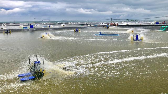 Tambak Udang Waingapu Ditargetkan Mulai Produksi Tahun 2027, Investasi Rp 7,2 Triliun