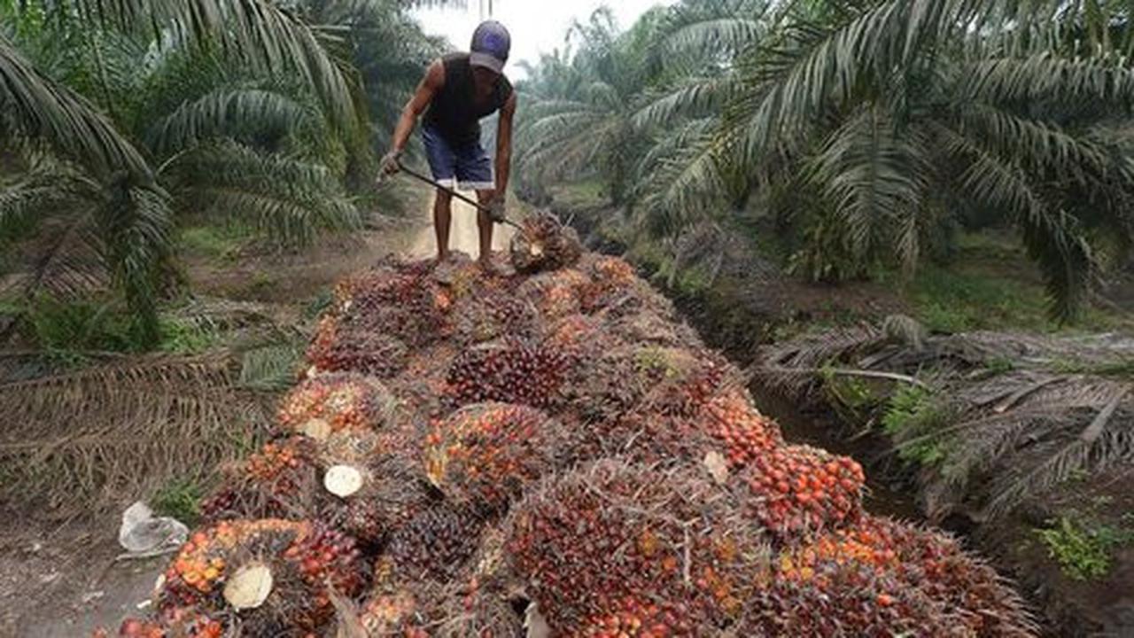 Harga Sawit Turun Tajam, Petani Swadaya Menanggung Beban Terberat