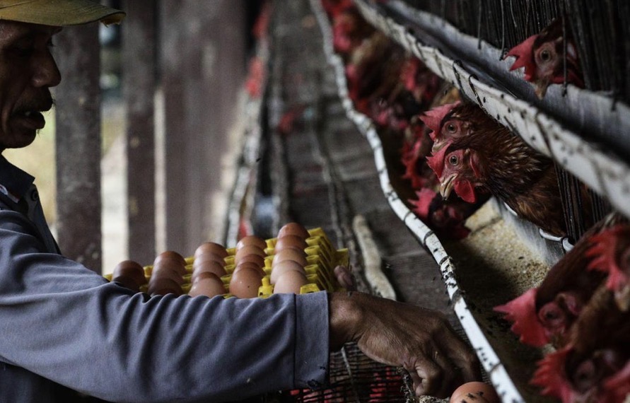 Harga Telur Anjlok di Tingkat Peternak, Mendag Siapkan Skema Bantuan Pangan