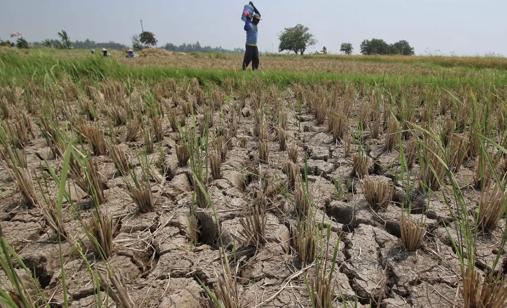 Super El Nino Ancam Dunia, Harga Beras dan Kopi Berpotensi Naik hingga 100%