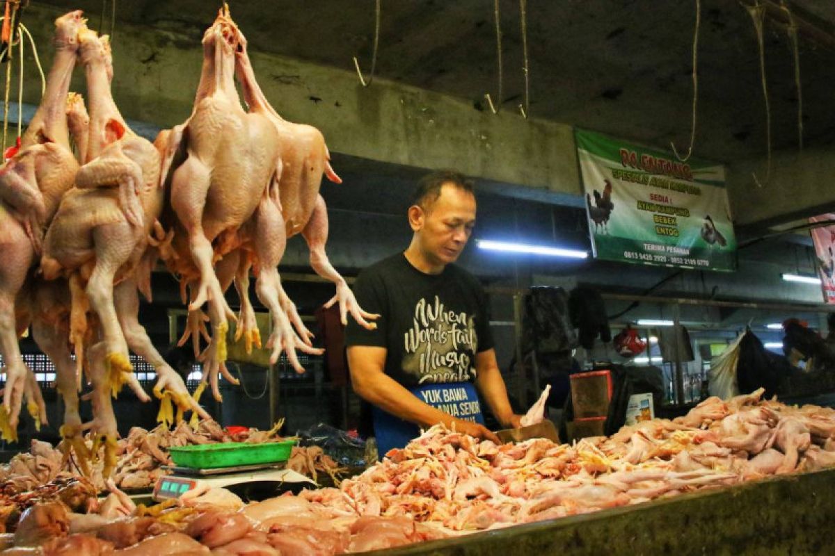 Harga Daging Ayam Naik Jadi Rp44 Ribu per Kg, Harga Pangan Lain Ikut Bergerak