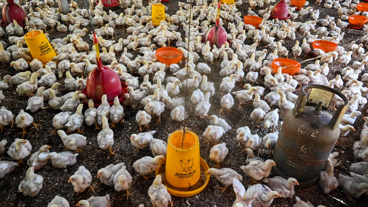 Harga Ayam di Peternak Rp21.000, di Pasar Rp46.000 per Kg, Mentan Soroti Rantai Distribusi